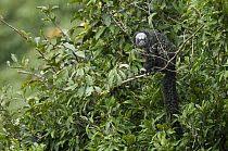 Monk Saki (Pithecia monachus) in tree, Ecuador