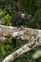 Monk Saki (Pithecia monachus) in tree, Ecuador