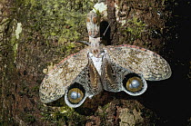 Lantern Bug (Fulgora laternaria), Ecuador