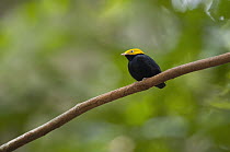 Golden-headed Manakin (Pipra erythrocephala), Ecuador