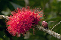 Panama Flame Tree (Brownea macrophylla) flower, Ecuador
