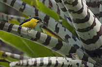 Yellow-bellied Dacnis (Dacnis flaviventer) male and female bathing in bromeliad in canopy, Ecuador