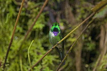 Purple-bibbed Whitetip (Urosticte benjamini) hummingbird, Ecuador