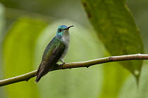 Andean Emerald (Amazilia franciae) hummingbird, Ecuador