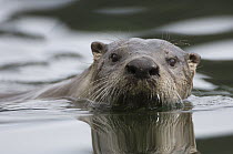 North American River Otter (Lontra canadensis) swimming, Alaska