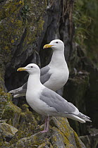 Glaucous-winged Gull (Larus glaucescens) pair, Alaska
