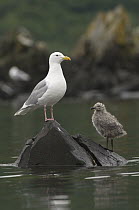 Glaucous-winged Gull (Larus glaucescens) and chick, Alaska