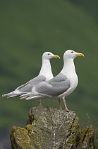 Glaucous-winged Gull (Larus glaucescens) pair, Alaska