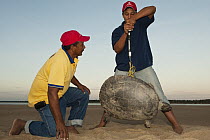 South American River Turtle (Podocnemis expansa) researchers weighing individual, part of captive breeding program, Orinoco River, Apure, Venezuela