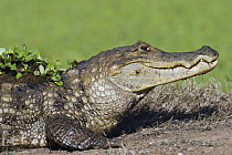 Spectacled Caiman (Caiman crocodilus), Hato Masaguaral, Venezuela