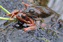 Common Frog (Rana temporaria) pair in amplexus with egg spawn, Switzerland