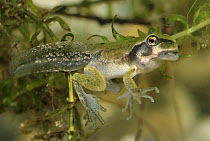 European Tree Frog (Hyla arborea) tadpole showing legs and tail, Switzerland