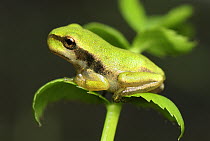 European Tree Frog (Hyla arborea) juvenile, Switzerland