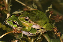 European Tree Frog (Hyla arborea) pair in amplexus, Switzerland