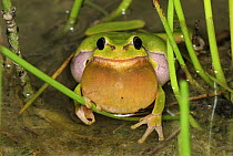 European Tree Frog (Hyla arborea) calling, Switzerland
