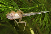 Common Frog (Rana temporaria) tadpole showing legs, Switzerland