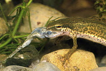 Palmate Newt (Triturus helveticus) eating Common Frog (Rana temporaria) tadpole, Switzerland