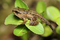 Common Frog (Rana temporaria) froglet with tail, Switzerland