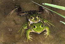 Edible Frog (Rana esculenta) pair in amplexus, Switzerland