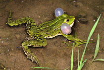 Edible Frog (Rana esculenta) calling, Switzerland
