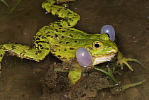 Edible Frog (Rana esculenta) calling, Switzerland