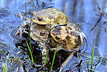 European Toad (Bufo bufo) males fighting to be in amplexus with female, Switzerland