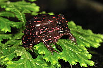 Pebas Stubfoot Toad (Atelopus spumarius) pair in amplexus, Colombia
