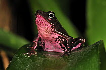 Pebas Stubfoot Toad (Atelopus spumarius), Colombia