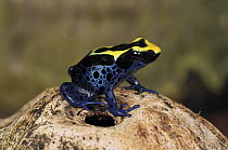 Dyeing Poison Frog (Dendrobates tinctorius), Kaw, French Guiana