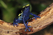 Dyeing Poison Frog (Dendrobates tinctorius), Kaw, French Guiana