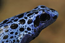 Dyeing Poison Frog (Dendrobates tinctorius), Surinam