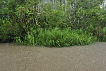 Sekonyer River flooding forest during heavy rain, Tanjung Puting National Park, Borneo, Indonesia