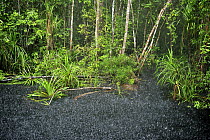 River on the way to Camp Leakey during heavy rain, Tanjung Puting National Park, Borneo, Indonesia