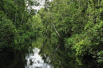 Sekonyer River in rainforest, Tanjung Puting National Park, Borneo, Indonesia