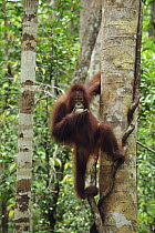 Orangutan (Pongo pygmaeus) juvenile feeding on fruit in tree, Camp Leakey, Tanjung Puting National Park, Borneo, Indonesia