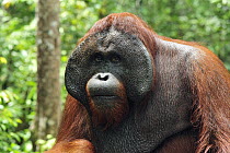 Orangutan (Pongo pygmaeus) male with large cheek patches, Camp Leakey, Tanjung Puting National Park, Borneo, Indonesia