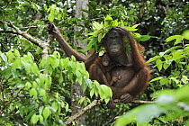 Orangutan (Pongo pygmaeus) female with young holding leaves over their heads to protect them from rain, Camp Leakey, Tanjung Puting National Park, Borneo, Indonesia