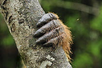 Orangutan (Pongo pygmaeus) hand, Camp Leakey, Tanjung Puting National Park, Borneo, Indonesia