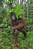 Orangutan (Pongo pygmaeus) female carrying young has placed leaves over their heads to protect them from rain, Camp Leakey, Tanjung Puting National Park, Borneo, Indonesia