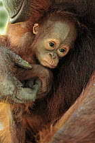 Orangutan (Pongo pygmaeus) mother holding young, Camp Leakey, Tanjung Puting National Park, Borneo, Indonesia
