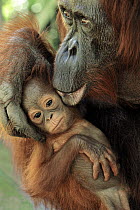 Orangutan (Pongo pygmaeus) female cleaning young, Camp Leakey, Tanjung Puting National Park, Borneo, Indonesia