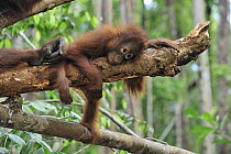 Orangutan (Pongo pygmaeus) juvenile resting on log, Camp Leakey, Tanjung Puting National Park, Borneo, Indonesia
