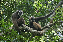 Bornean White-bearded Gibbon (Hylobates albibarbis) pair in tree, Tanjung Puting National Park, Borneo, Indonesia