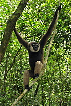 Bornean White-bearded Gibbon (Hylobates albibarbis) in rainforest interior, Tanjung Puting National Park, Borneo, Indonesia