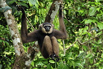 Bornean White-bearded Gibbon (Hylobates albibarbis), Tanjung Puting National Park, Borneo, Indonesia