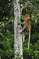 Proboscis Monkey (Nasalis larvatus) female climbing up tree, Tanjung Puting National Park, Borneo, Indonesia