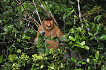 Proboscis Monkey (Nasalis larvatus) male, Tanjung Puting National Park, Borneo, Indonesia