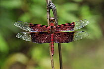 Grasshawk Dragonfly (Neurothemis fluctuans), Tanjung Puting National Park, Borneo, Indonesia