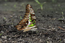 Tailed Jay Butterfly (Graphium agamemnon) feeding on minerals in soil, Tanjung Puting National Park, Borneo, Indonesia