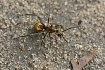 Spiny Ant (Polyrhachis sp) with protective spikes, Tanjung Puting National Park, Borneo, Indonesia